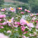 여주-0520 이미지