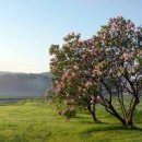 작은나무 이미지