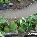 곡성-176 이미지