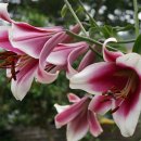 밀면전문점 이미지