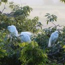 백로서식지 이미지