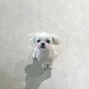 멍풀하우스 이미지