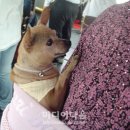 어부바