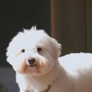 총각