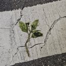 보성운수(주) | 무언가 보여드리겠습니다!