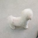 메모리펫살롱 네이버블로그