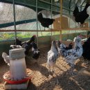 초원농장 이미지