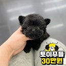 강아지책임분양 20만원부터 강아지분양 [ 말티폼 닥스훈트 포메라니안 토이푸들 푸들 말티푸 파티말티푸 미니말티푸 ] 전국이동분양 가능해요 이미지