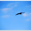 하늘을 날다 이미지