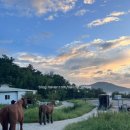 [국가자격증]2024 노인스포츠지도사 시험대비반 | 2025년을 마무리하며 자격증도전기, 말조련사&amp;생활스포츠지도사