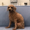 메르시동물병원 이미지