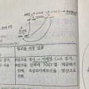 문풀 5주차 단급 13번, 케톤체 이미지