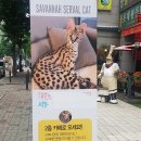 사바나 코쉬카 이미지