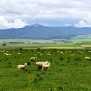 초안목장 이미지