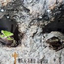 금와 이미지
