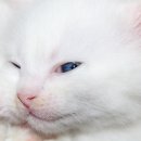 하얀 이미지