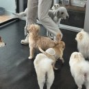 모노모노몽 네이버블로그