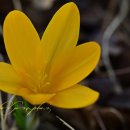 YELLOW HILL 이미지