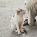 왕발고양이 | 캠프레이크 호수뷰 B동 당일치기 글램핑 후기