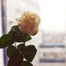헤어오띄꾸띄르 이미지
