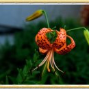 관음초등학교 이미지