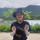 주식회사 힐링팜 이미지