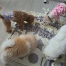 멍이댕이 이미지