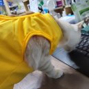 제주오름동물병원 이미지