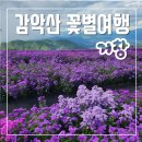 꽃별 | 거창 감악산 꽃별여행 아스타국화 축제 다녀왔어요