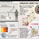 캄보디아서 조류인플루엔자 사망자 발생…과연 한국은 안전한가? 이미지