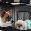 성밖숲 관광안내소 | 강아지랑 성주 여행 코스 &amp; 대구 근교 애견펜션 푸르댕댕 🐶