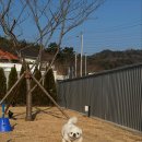 DOG채 애견스테이 | 경주 독채 애견동반 풀빌라 - 대형견 동반 가능 강아지가 주인공인 '독채애견스테이'