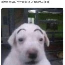 요이땅