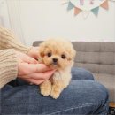 나눔펫 책임분양소 강아지분양 김포점 | 진심을 담은 책임 입양 김포 강아지 무료분양 강아지무료분양