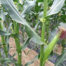 소연농장 이미지