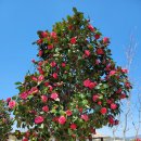 함안(순천) 이미지