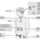 호르몬 이미지