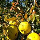 비슬산 풍경펜션 이미지