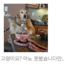 멍멍#
