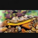 성복추어탕 이미지