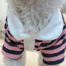 미인옷장