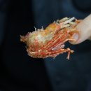 홍게랑 대게랑 이미지