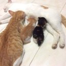 냥이멍이세상 이미지