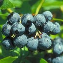 열매 비교 (아로니아vs블루베리) 이미지