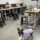 강아지 뷰티 이미지