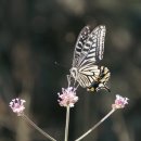 군포로627번길 | 경기도 군포시 홍천식당금정본점, 영업시간, 가는법, 후기