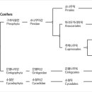 나무목(1종)