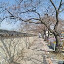 경주 벚꽃 명소 대릉원 돌담길 개화 실시간 현황 및 축제 상황