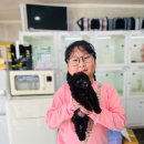 애견갤러리 강아지분양 애견샵 이미지