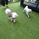 쁘띠독 이미지